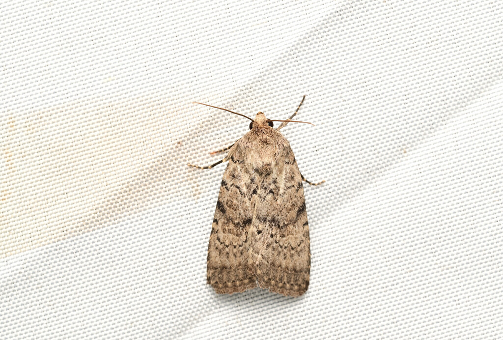Athetis nanheng