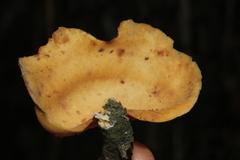 Mycobonia flava