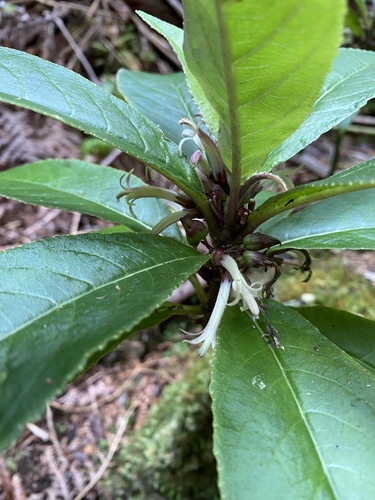 Cyanea floribunda observed 2025-09-30
