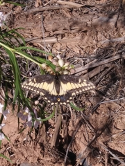 Papilio