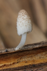 Coprinopsis