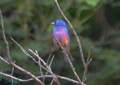 Passerina rositae