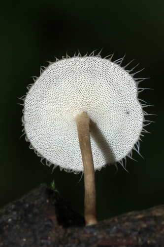 Lentinus flexipes