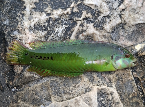 Novaculoides macrolepidotus observed 2025-09-30