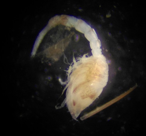 Representative image of Pseudocumatidae