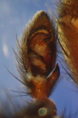 Scotophaeus scutulatus