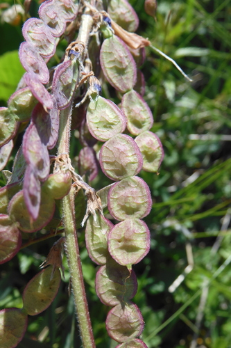 Alpine sainfoin