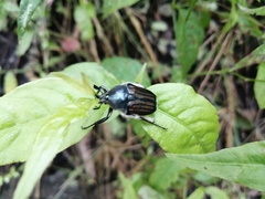 Ischnoscelis hoepfneri