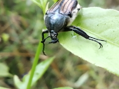 Ischnoscelis hoepfneri