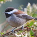 Chestnut-backed Chickadee - Photo (c) Garth Harwood, some rights reserved (CC BY), uploaded by Garth Harwood