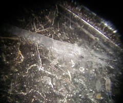 Mesopodopsis slabberi