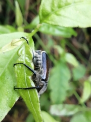 Ischnoscelis hoepfneri
