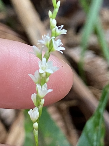 Persicaria punctata observed 2025-09-30