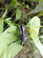 Ischnoscelis hoepfneri