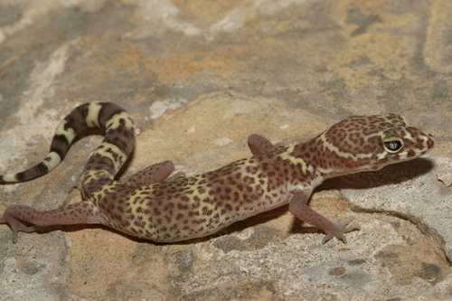 Texas Banded Gecko