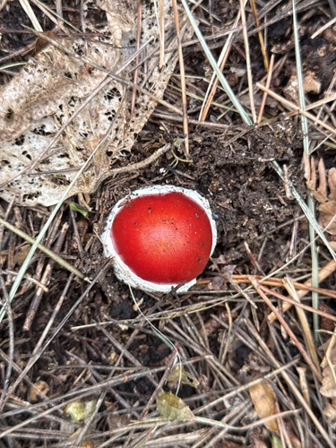 Amanita caesareoides