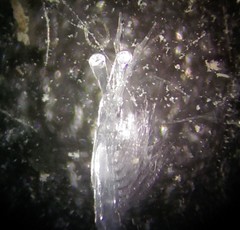 Mesopodopsis slabberi