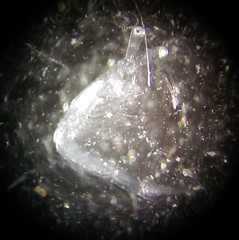 Mesopodopsis slabberi