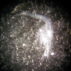 Mesopodopsis slabberi