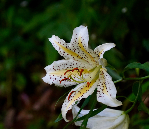 Lilium auratum iNat (2)