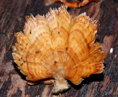 Flabellophora