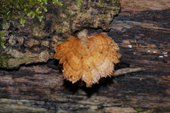 Flabellophora