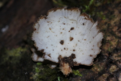 Flabellophora
