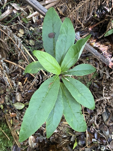 Cyanea floribunda observed 2025-09-30