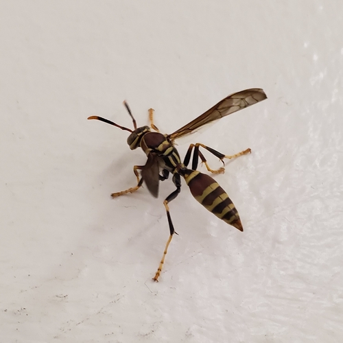 Guinea Paper Wasp, photo 5 of 10