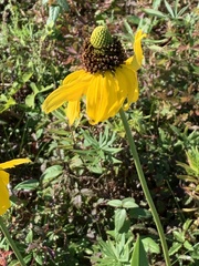 Rudbeckia texana