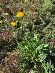 Rudbeckia texana