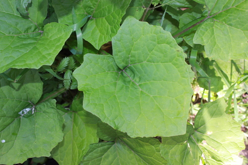 Ankstyvasis šalpusnis nuotrauka