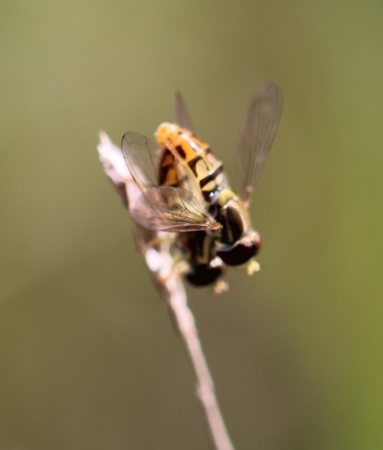 Unknown species found near Courtland Township, MI, USA