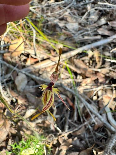 Crab-Lipped Spider Orchid (Caladenia plicata)