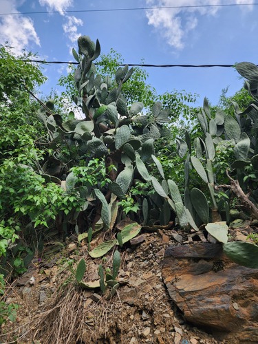 Indian fig opuntia
