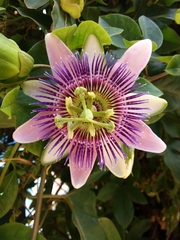 Passiflora alata × caerulea