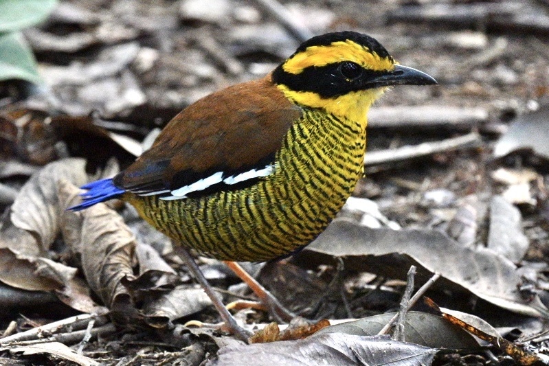 Bornean Banded Pitta (Hydrornis schwaneri), photo 2