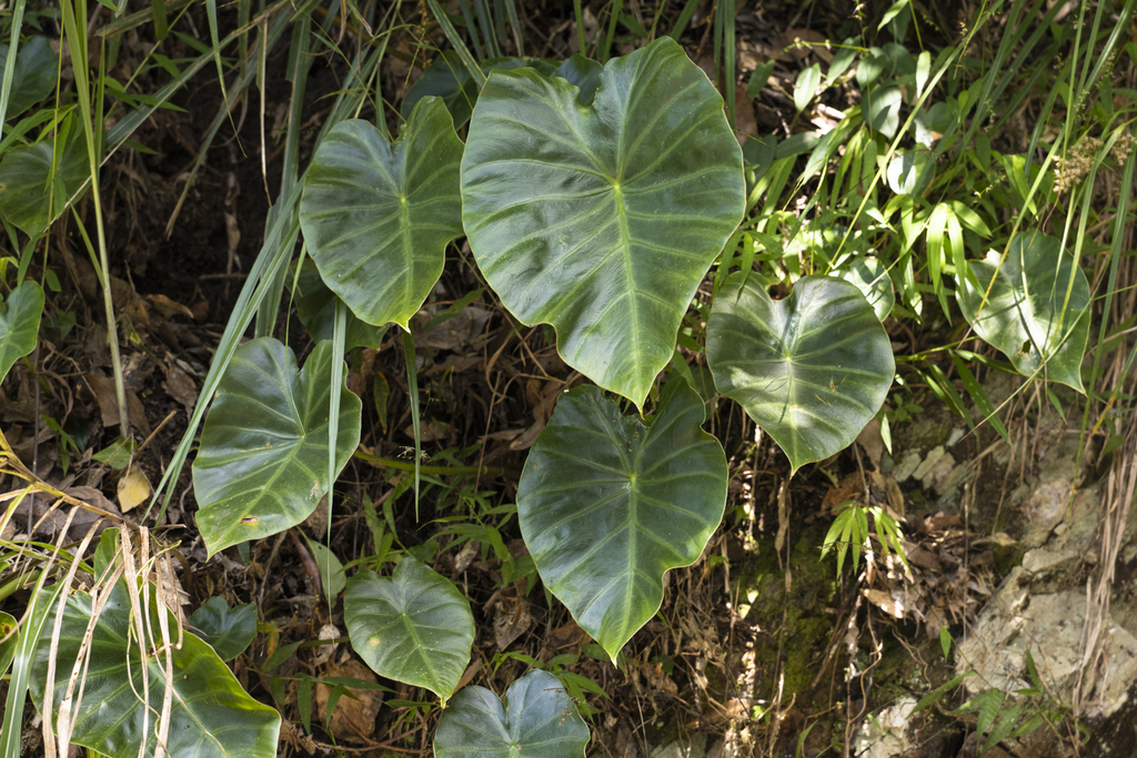 Remusatia vivipara (Remusatia vivipara)