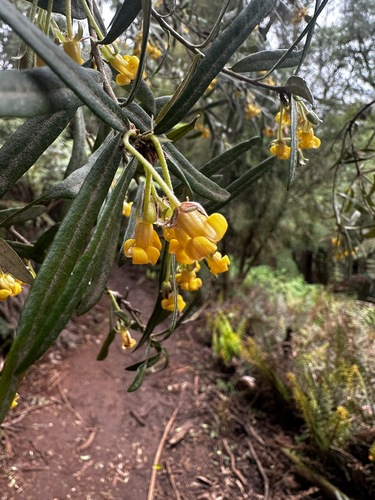 Cheesewood (Pittosporum bicolor)