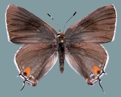 Strymon melinus franki