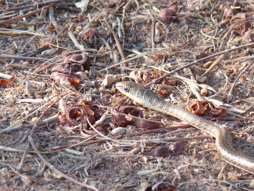 Eastern Stripe-bellied Sand Snake