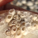 Ivory Barnacle - Photo (c) Susan J. Hewitt, some rights reserved (CC BY-NC), uploaded by Susan J. Hewitt