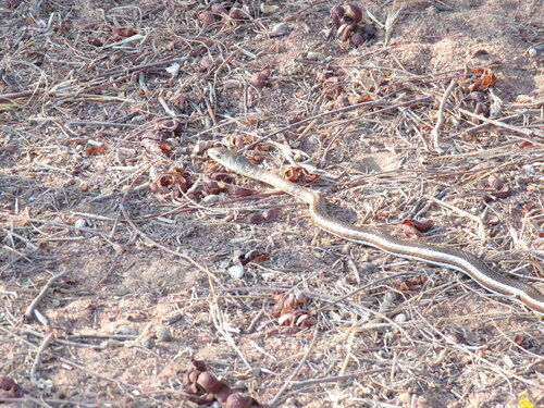 Eastern Stripe-bellied Sand Snake