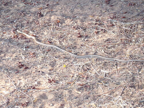 Eastern Stripe-bellied Sand Snake