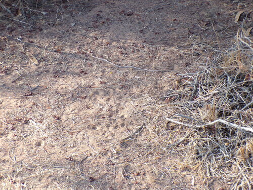 Eastern Stripe-bellied Sand Snake