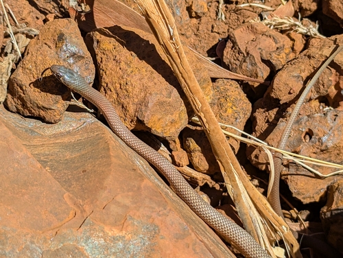 Rufous Whipsnake