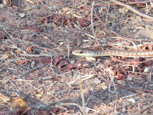 Eastern Stripe-bellied Sand Snake