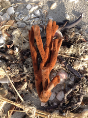 Axinella polycapella