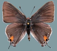 Strymon melinus franki