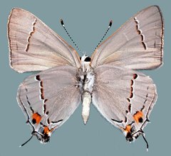 Strymon melinus franki